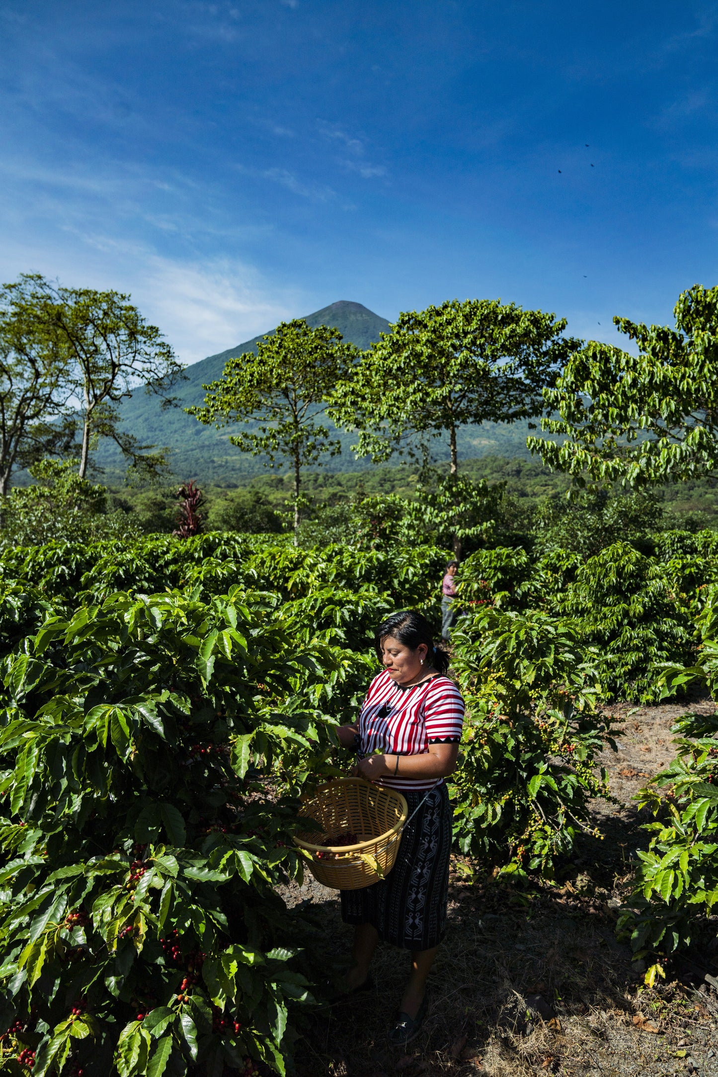 Guatemala Finca Pampojila