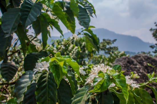 Guatemala Finca Pampojila