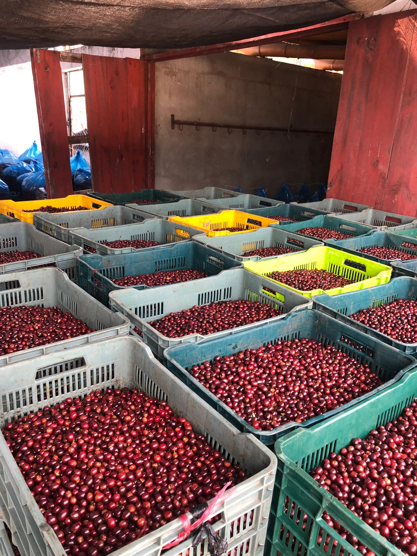 Guatemala Finca Pampojila