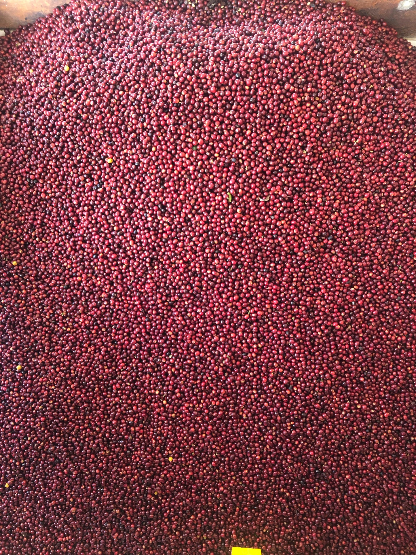 Guatemala Finca Pampojila