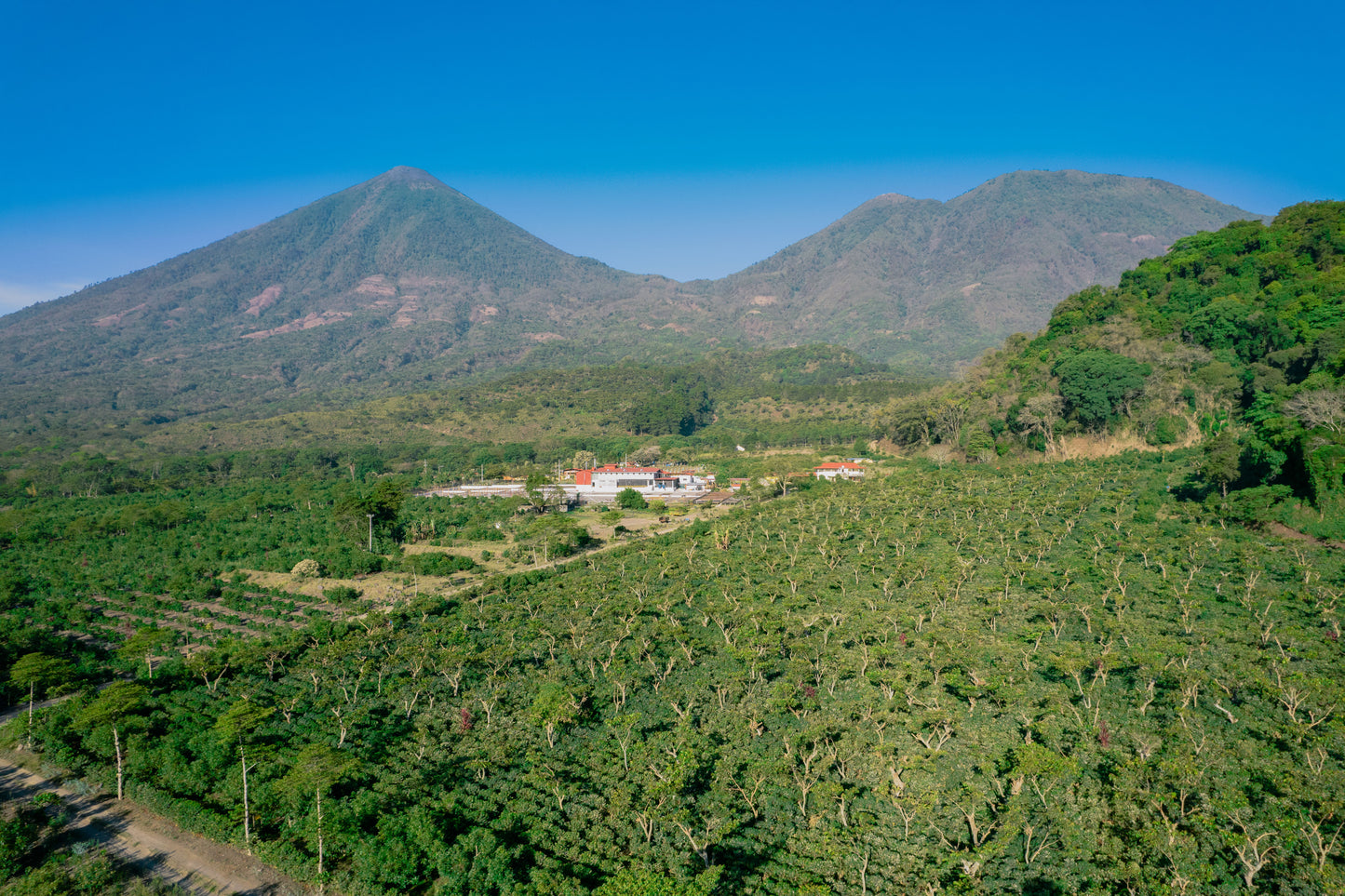 Guatemala Finca Pampojila
