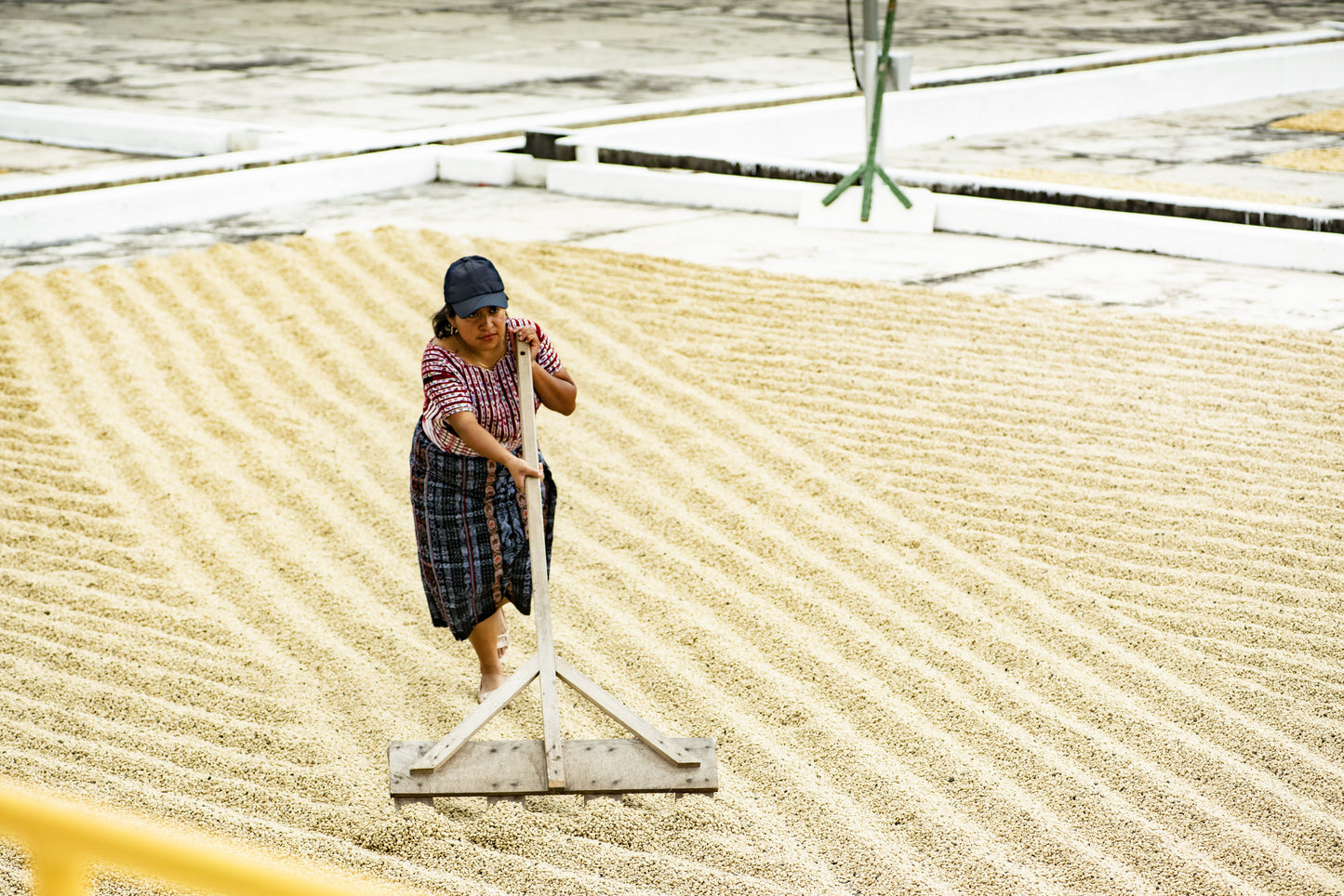 Guatemala Finca Pampojila