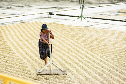 Guatemala Finca Pampojila