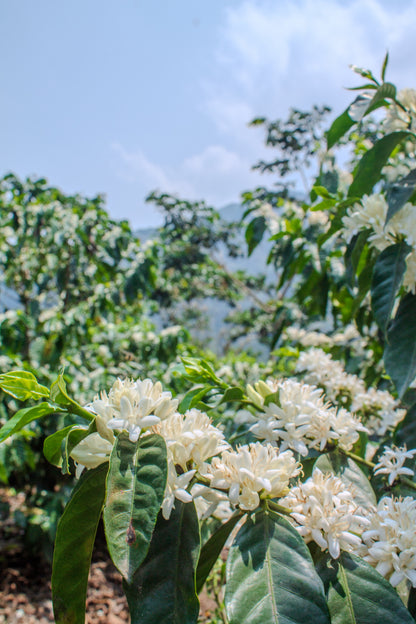 Guatemala Finca Pampojila