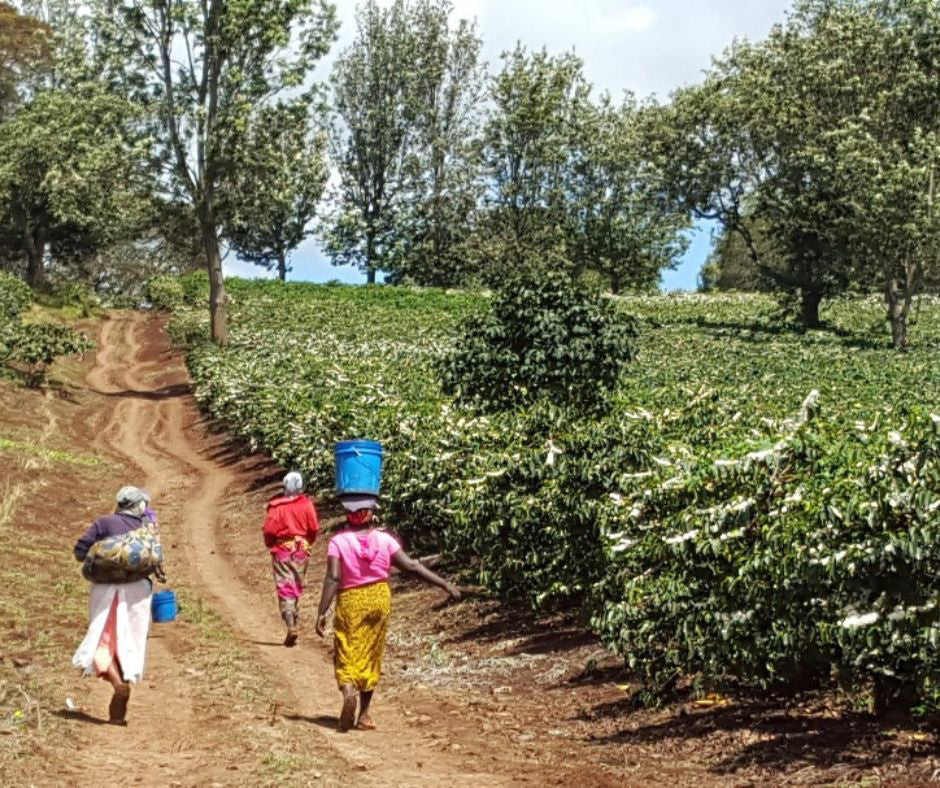 Tanzania Edelweiss Estate